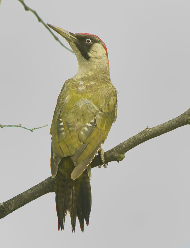 l'oiseau de Martin du 19 septembre trouvé par Blucat Pic.vert.gibl.2g