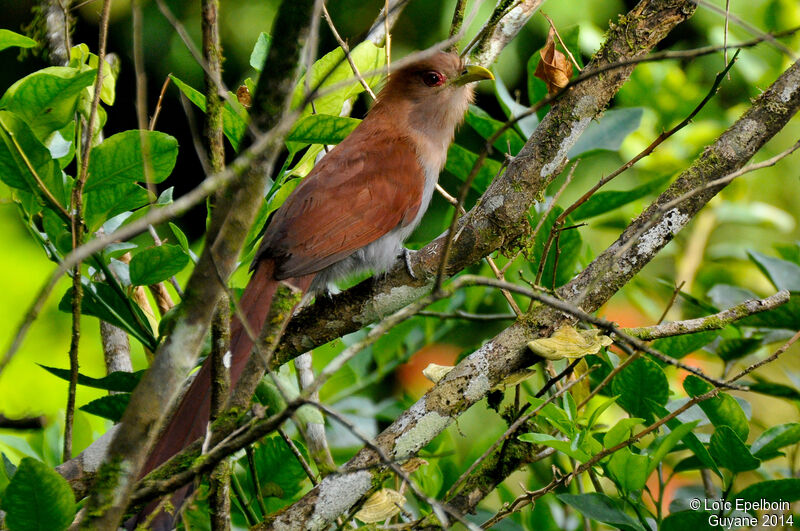 Oiseau Martine 15/02/2015 trouvé par Ajonc Piaye.ecureuil.loep.3g