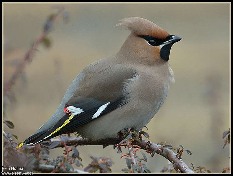 Bienne et St Imier si proches cette année là Jaseur.boreal.reho.1g