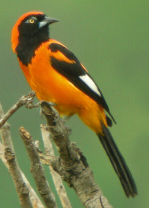 Oiseau Martine 15/02/2015 trouvé par Ajonc Oriole.a.dos.orange.thbe.1p