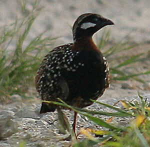 Francolin noir Francolin.noir.vipa.1p