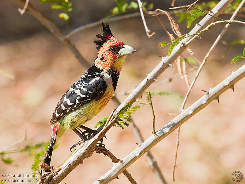 Oiseau Martine 12 mai trouvé par Gin Barbican.promepic.yvlh.2g