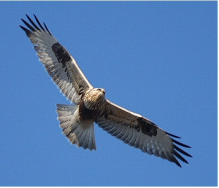 l'oiseau de Martin du 15 mars trouvé par Ajonc Buse_pattue