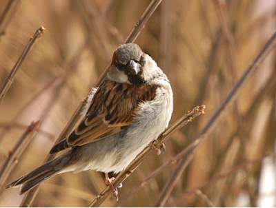 Animal de métamorphose : Shoshanna Kay'Locks Moineau_domestique