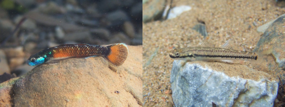 [résolu]Stiphodon sp Goby-male-female_ken-maeda