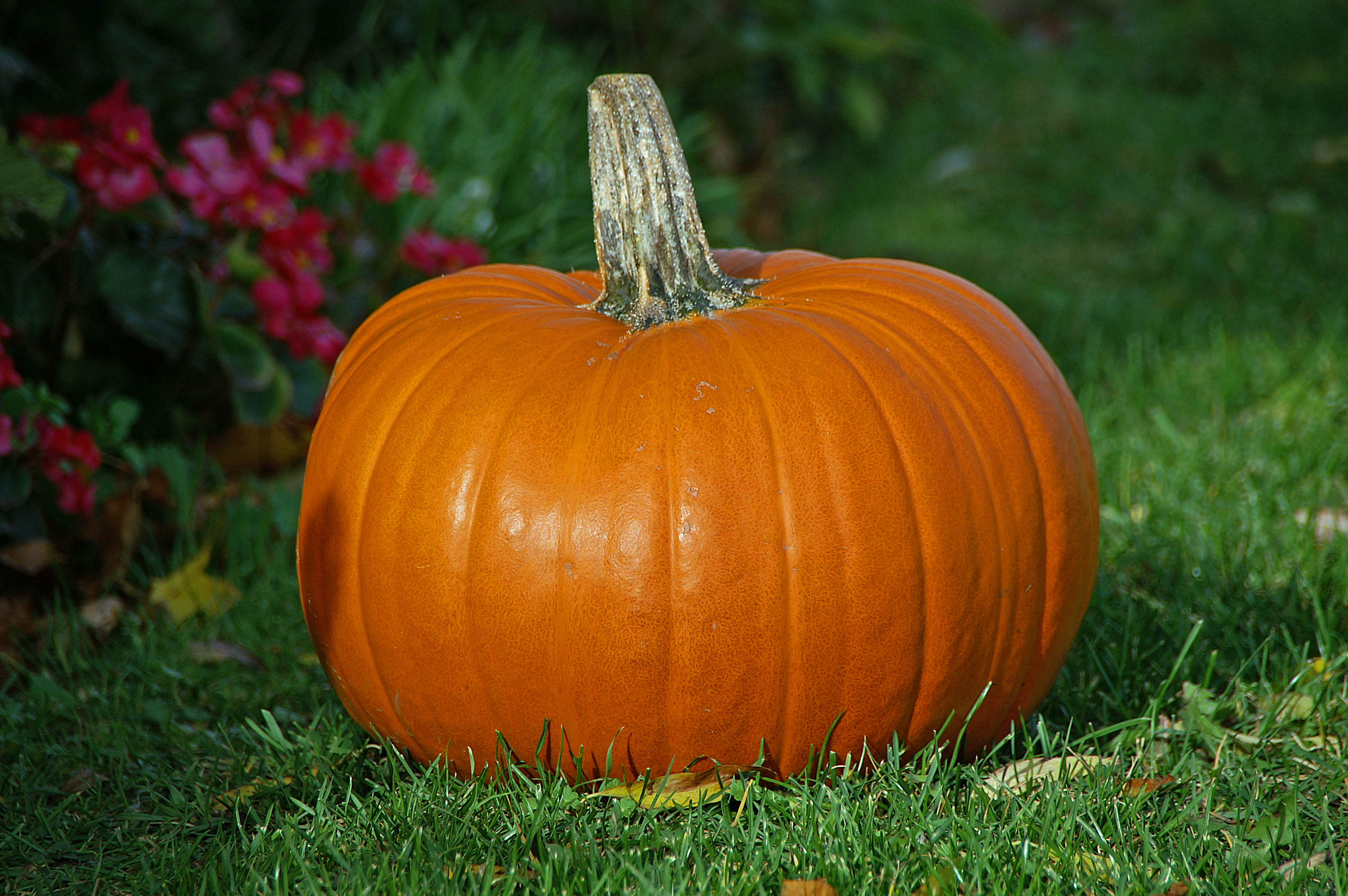 HarryWorld's Halloween 2016 Pumpkin