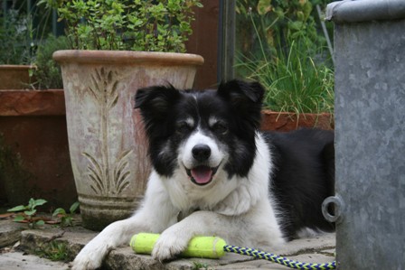 Jovial Jess - Border Collie (Wiltshire) Jess1_oc