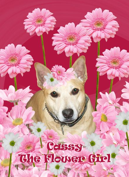 Cuddly Cassy - Staffie x Labrador Babe (Sleaford, Lincs) Cassyflowergirl