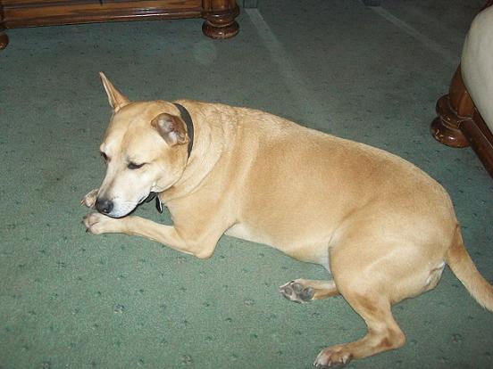 Cuddly Cassy - Staffie x Labrador Babe (Sleaford, Lincs) Cassylaysdown