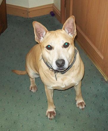 Cuddly Cassy - Staffie x Labrador Babe (Sleaford, Lincs) Cassysits