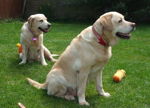 Misty - Yellow Labrador (Oldies Club - Milton Keynes) Mistymaddyoc