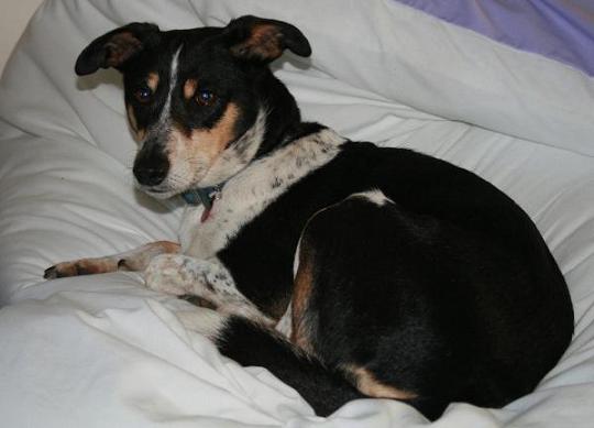 Tillie - JRT X Collie (Wiltshire) Tillieoc