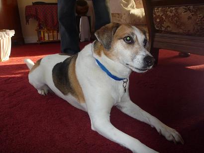 Snuggly Barney - JRT x Beagle (Surrey) Barneybeaglexocdown