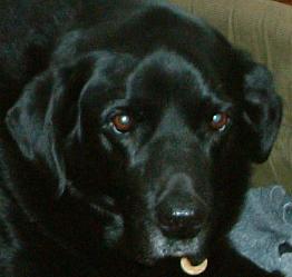 Laid Back Jet - Black Labrador (Northumberland) Jetocface2