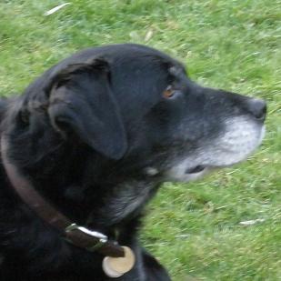 Handsome Beethoven (Oldies Club) Beethovenface