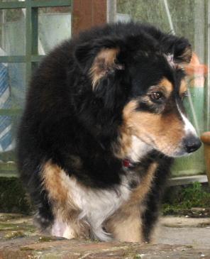 Super Shep - Collie (Wiltshire) ShepOCProfile