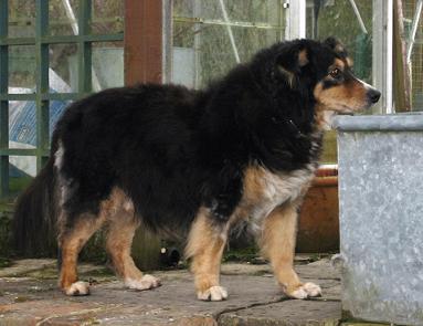 Super Shep - Collie (Wiltshire) ShepOCSide