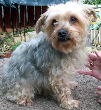 Terrific Toby - Yorkie (Leeds) Toby_yorkie1