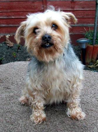 Terrific Toby - Yorkie (Leeds) Toby_yorkie2