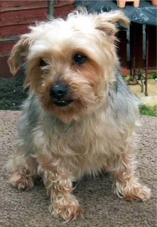 Terrific Toby - Yorkie (Leeds) Toby_yorkie3