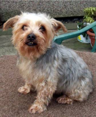 Terrific Toby - Yorkie (Leeds) Toby_yorkie4