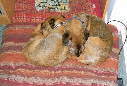 George & Meg - Border Terriers (Bath, Somerset) George_MegAsleep