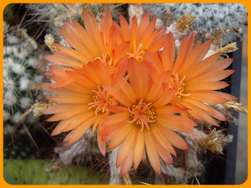 زهور الصبار هي الأجمل -3- Cactus flowers are beautiful Tblog_201102231449249