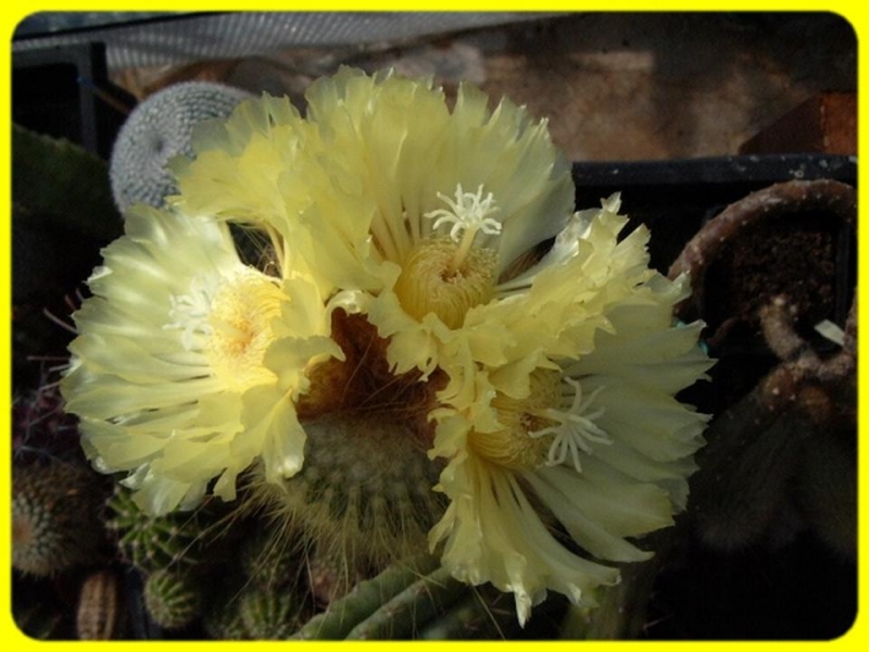 زهور الصبار هي الأجمل -3- Cactus flowers are beautiful Tblog_201102231450277
