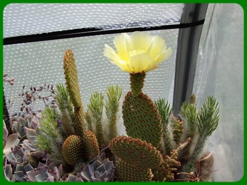 زهور الصبار هي الأجمل -3- Cactus flowers are beautiful Tblog_201102231450410