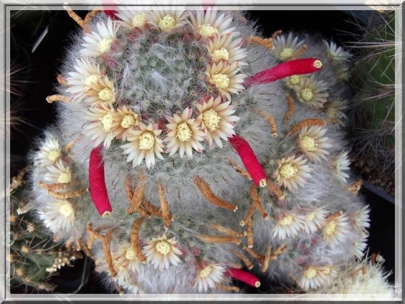 زهور الصبار هي الأجمل -3- Cactus flowers are beautiful Tblog_201102231450469