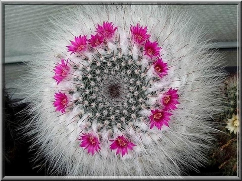 زهور الصبار هي الأجمل -3- Cactus flowers are beautiful Tblog_201102231451300