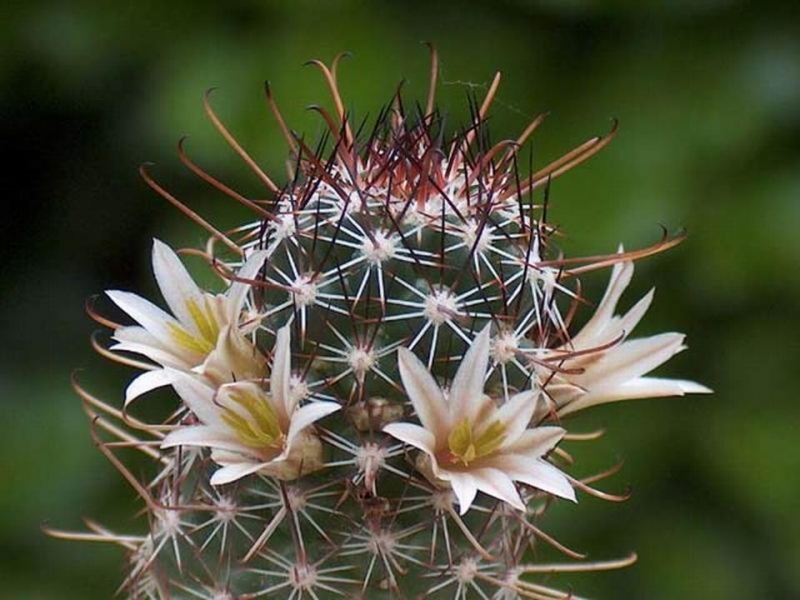 زهور الصبار هي الأجمل -3- Cactus flowers are beautiful Tblog_201102231451453