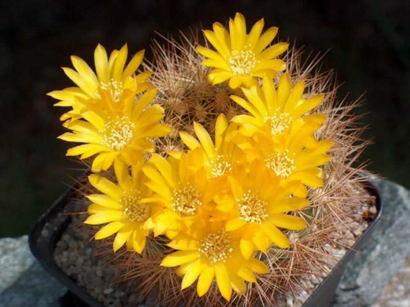 زهور الصبار هي الأجمل -3- Cactus flowers are beautiful Tblog_201102231452184