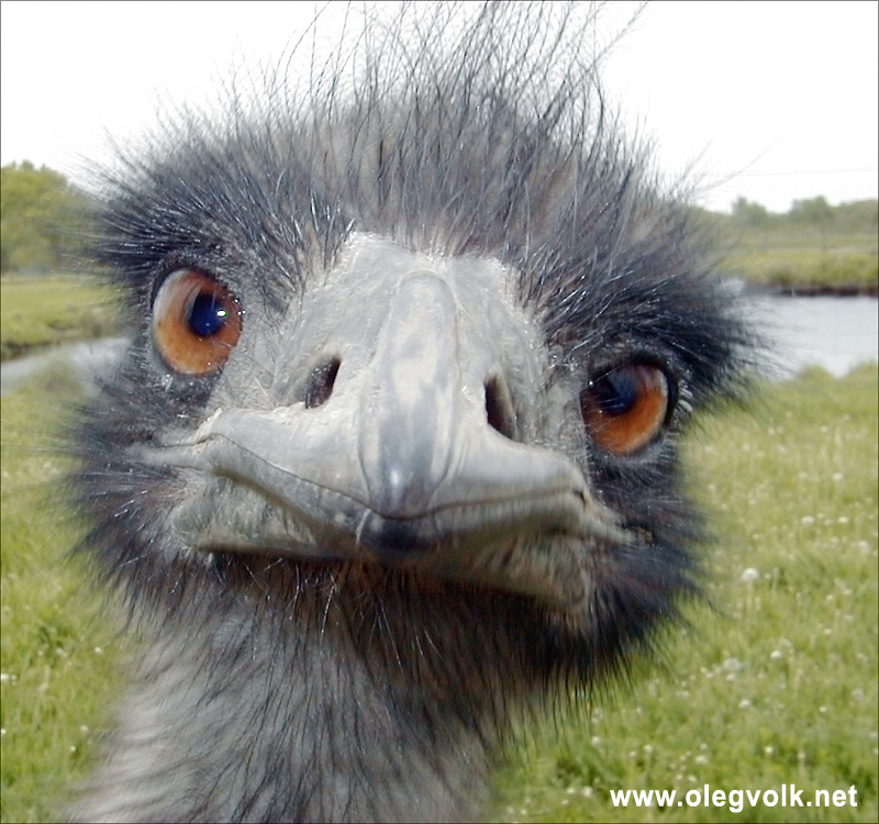 music stuck in your head Emu