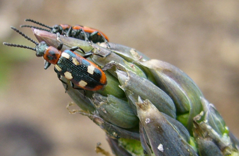 Bộ sưu tập Côn trùng - Page 21 Asparagus-beetle_01_zoom