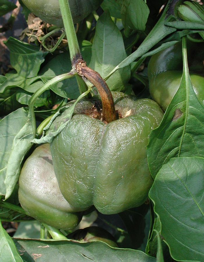 Fruits suddenly collapsing - diagnosis anyone? Peppers_phytophthora1_zoom