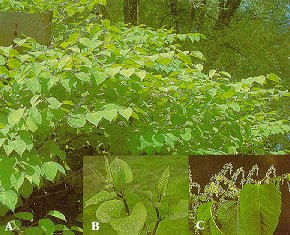 L'invasion de la renouée du Japon. Japanese_knotweed