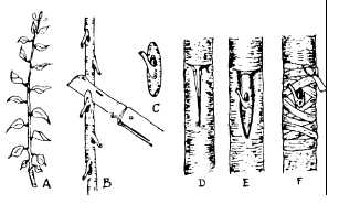 Les greffes 98-006f7