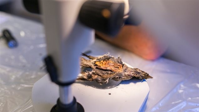 Descubren en Noruega un pájaro congelado durante 4.200 años Big_uhhf8c1q