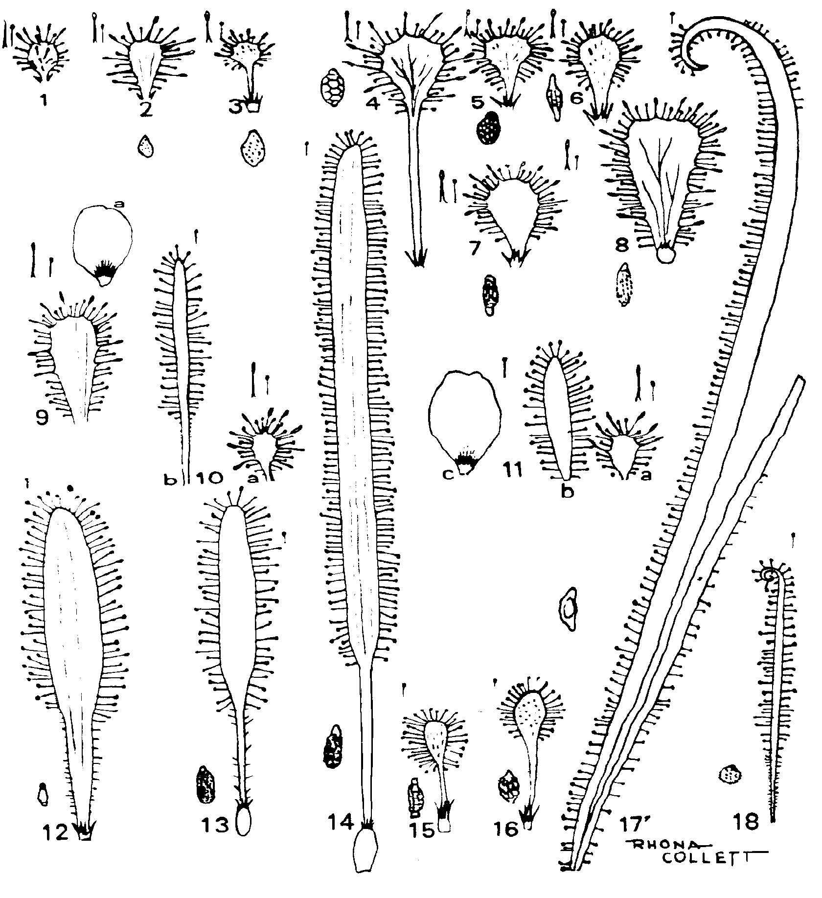 Uma grande confusão taxonômica 0075