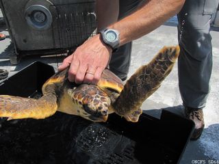 Banyuls-sur-Mer retour à la liberté pour une tortue caouanne SD66%20tortue2