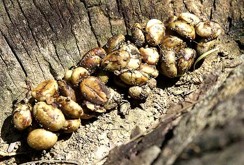 براز حيوان قهوه في س تاربوكس‎.. Kopi-luwak-civet-poop