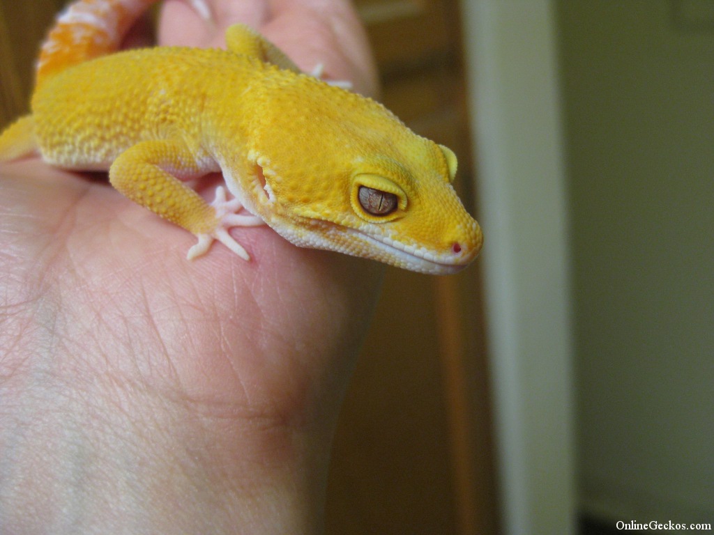 Febuary POTM Competiton! Zeus-super-giant-tremper-sunglow