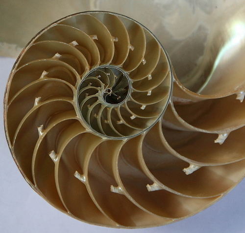 Cómo crear tu propio universo Fibonacci