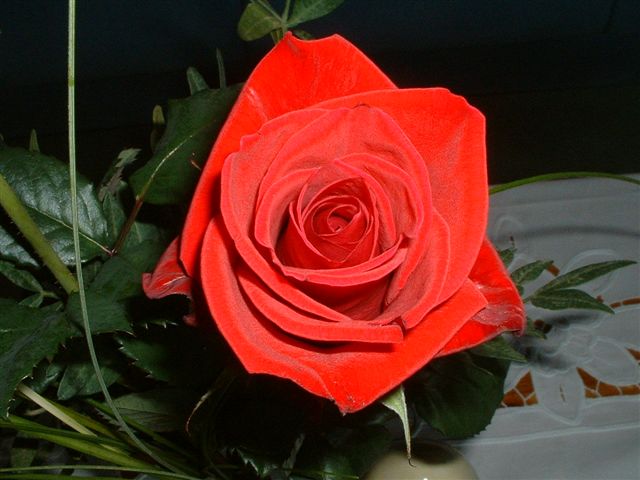 Ich Gebe Die Rose An... Rote%20Rose%20v.A.%20053