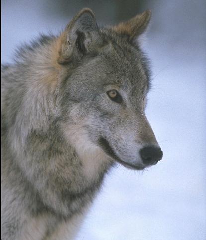 Los Cachorros. Lobo