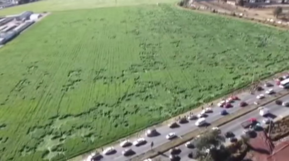 Aliens accused of making strange symbols in barley crop in Mexico  Texcoco-Crop-Circles