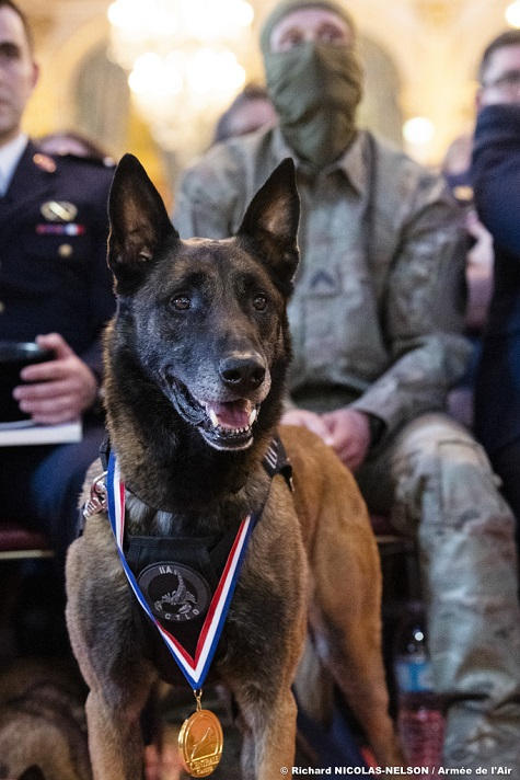 Ice, le chien du Commando Parachutiste de l’Air n°10 qui a neutralisé un jihadiste au Sahel . Ice-20190425