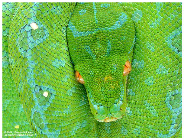 Morelia viridis (chondro o pitón arborícola verde) 18