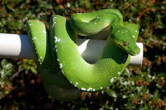 Morelia viridis (chondro o pitón arborícola verde) 6